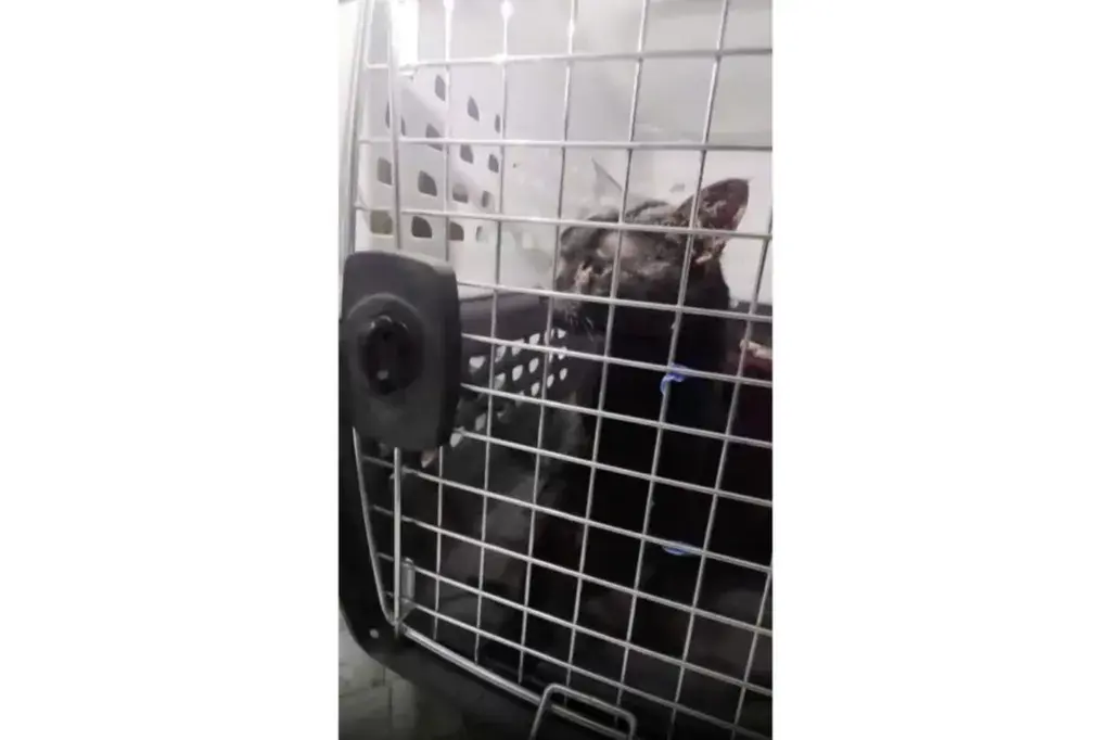Rescued! Frightened, Exhausted Lola Spent 5 Days Trapped, Upside Down 