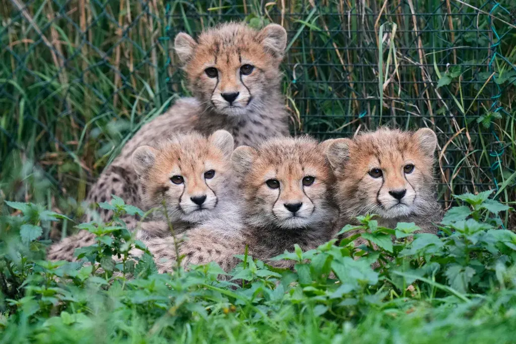 Newborn Cheetah Cubs Survive Storm, Mother's Illness