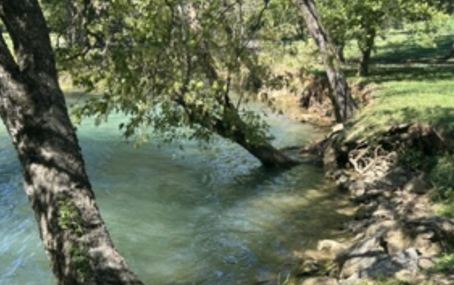 Creek with trees in the water