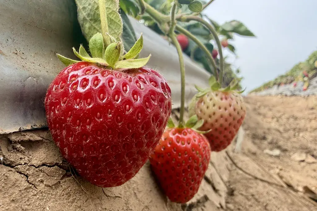 Steaming The Soil Results In Amazing Strawberry Harvest, Avoids Chemicals  
