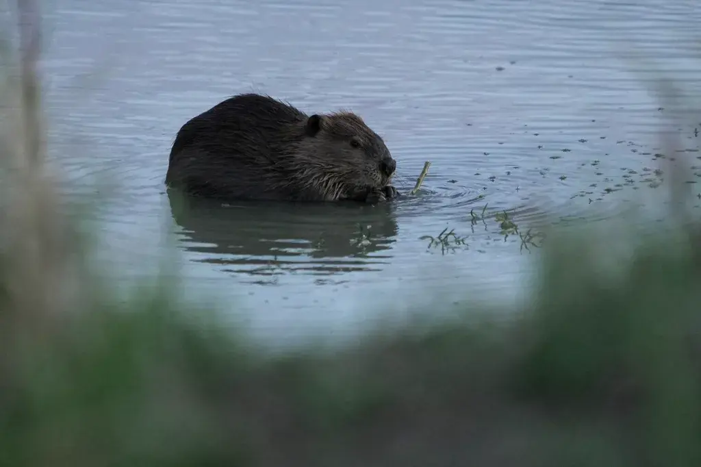 'Natures Engineers' Beavers Vs. Drought
