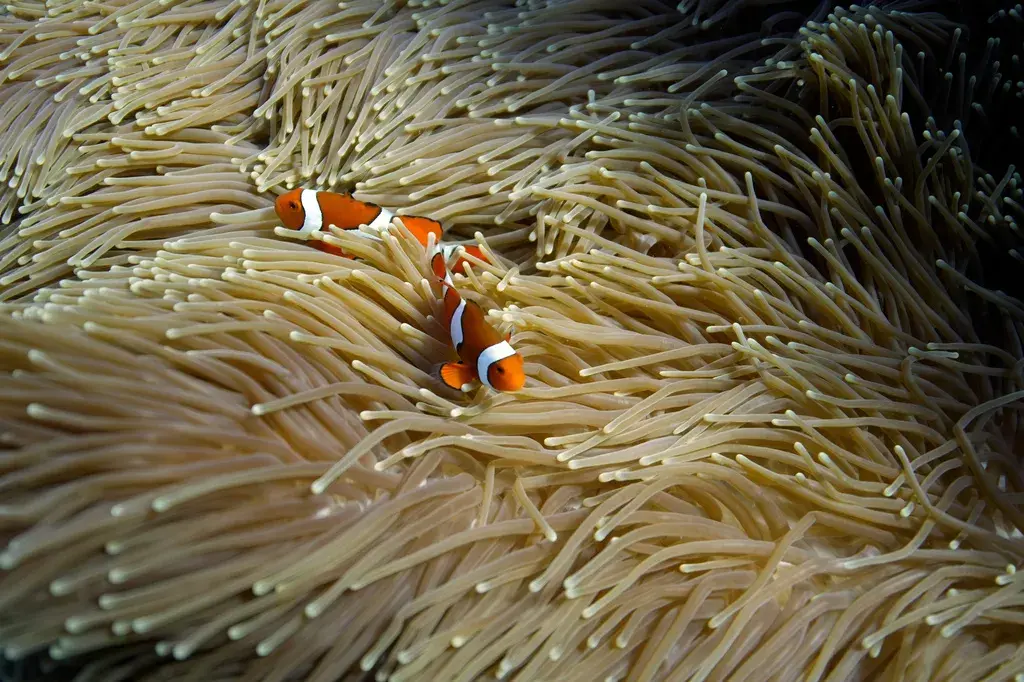 Study Says Nearly All Coral Reef Ecosystems Face Risk Of Collapse In 50 Years