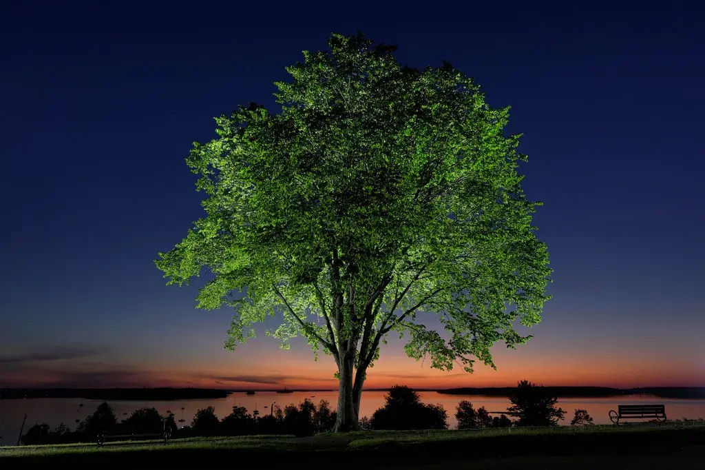 Weird, But Cool: Disease That Decimated American Elms May Help Bring Them Back