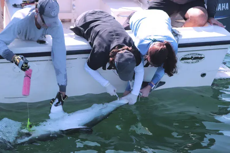 "Far From Mindless Eating Machines” - Just Off NY Coast, Trying To Understand Sharks