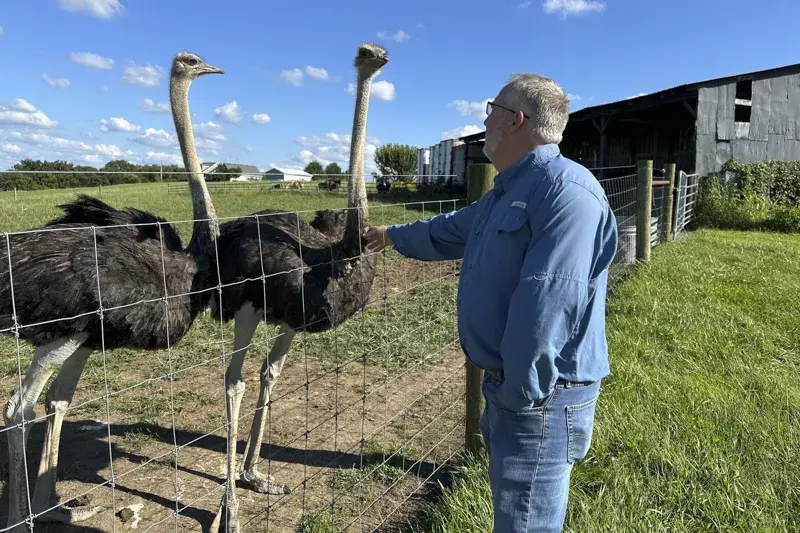After Meat Allergy Caused By Tick Bite, Brent Williams Starts Ostrich Farming