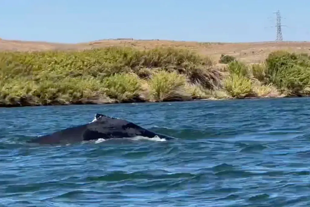 Humpback Whale Spotted In California River, 60 Miles From Pacific Ocean