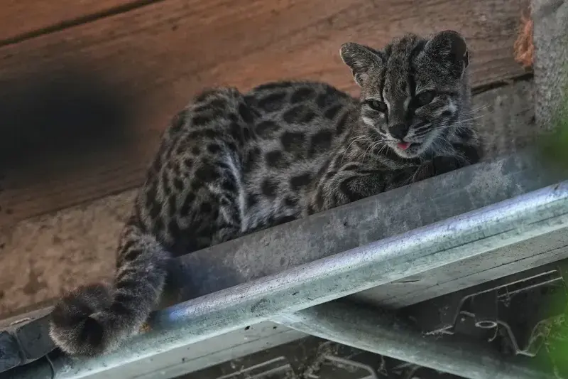 Unknown New Species Of Small Wild Cat Discovered, Smaller Than House Cat