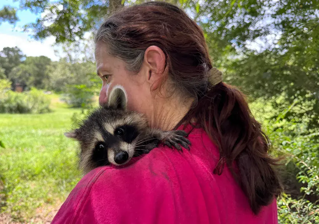 'Raccoon Boot Camp' Teaches Abandoned Kits Survival Skills