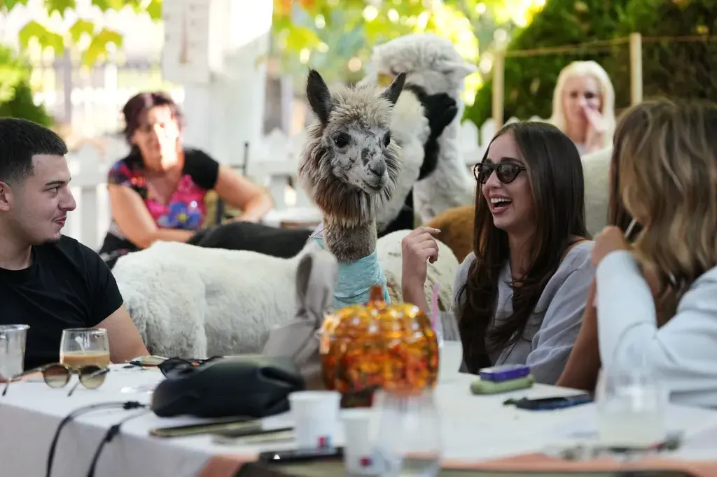 Morning Coffee And Alpacas? “They Are Very Sensitive To People's Intentions"
