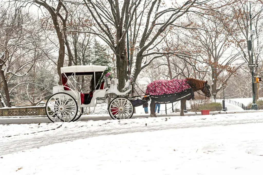 After 150 Years Horse-Drawn Carriages Will Likely Be Banned In NYC's Central Park