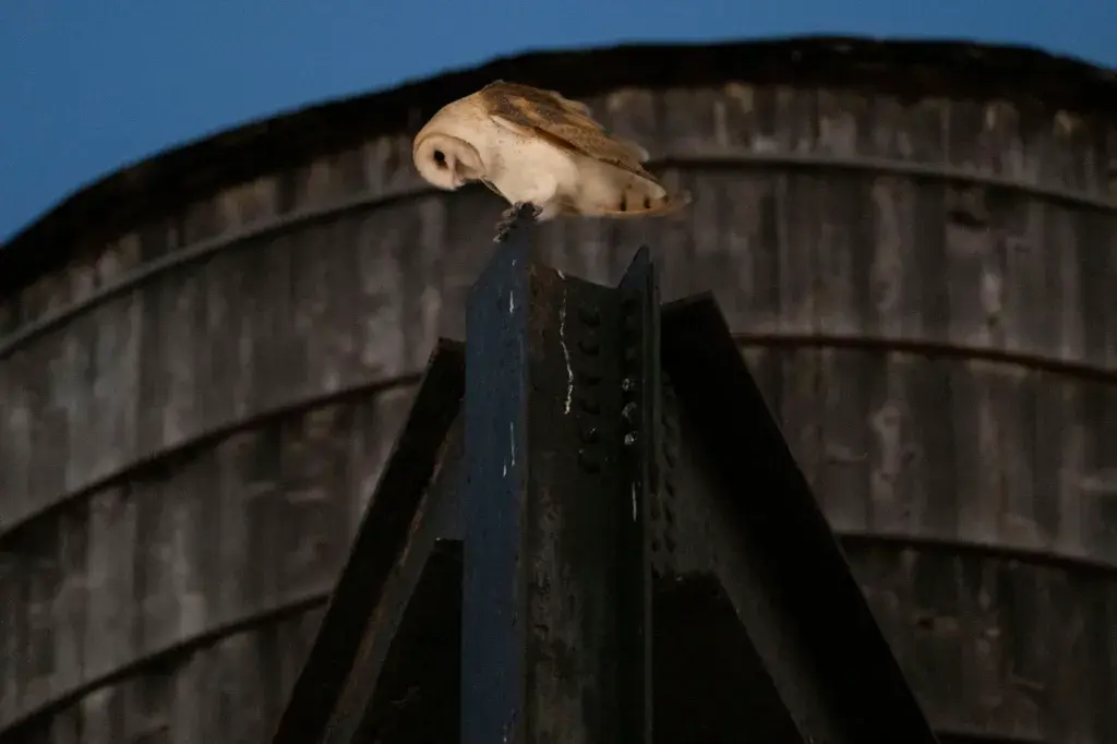 Surprising: Owls Now Living In Manhattan's Upper West Side, People Are Captivated