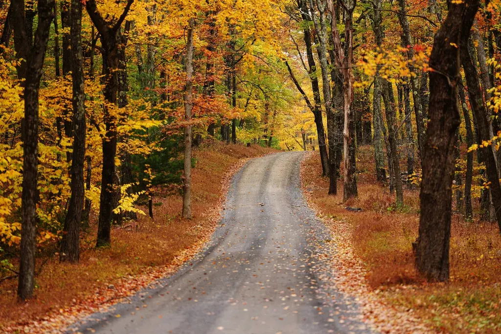 Some Fall Foliage Is Spectacular This Year